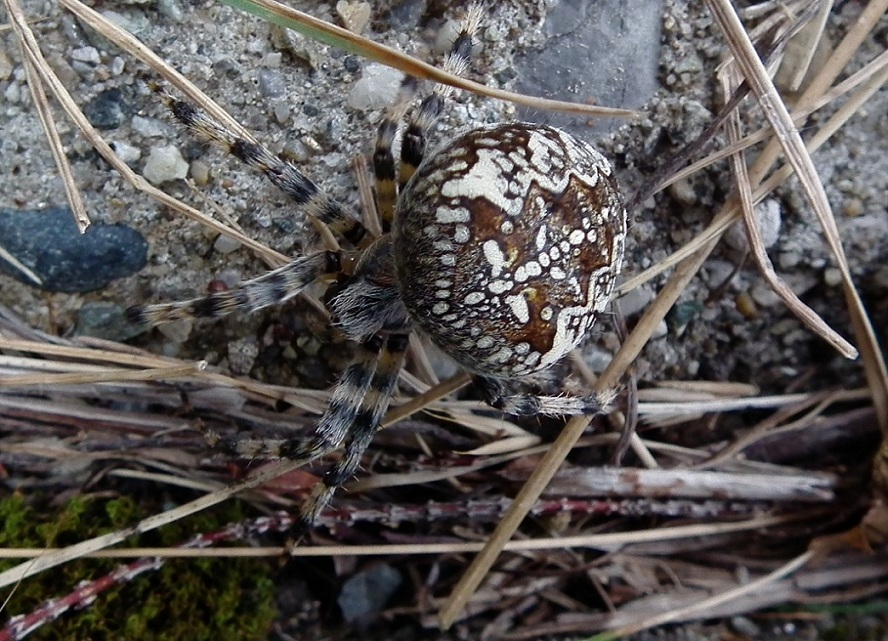 Araneus diadematus